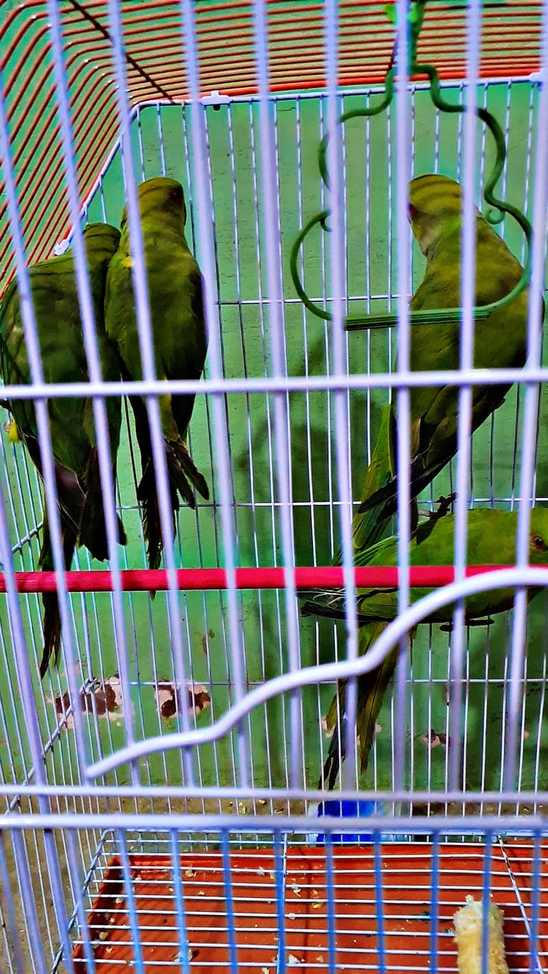 ringnack birds for sale age 4 to 5 month 1