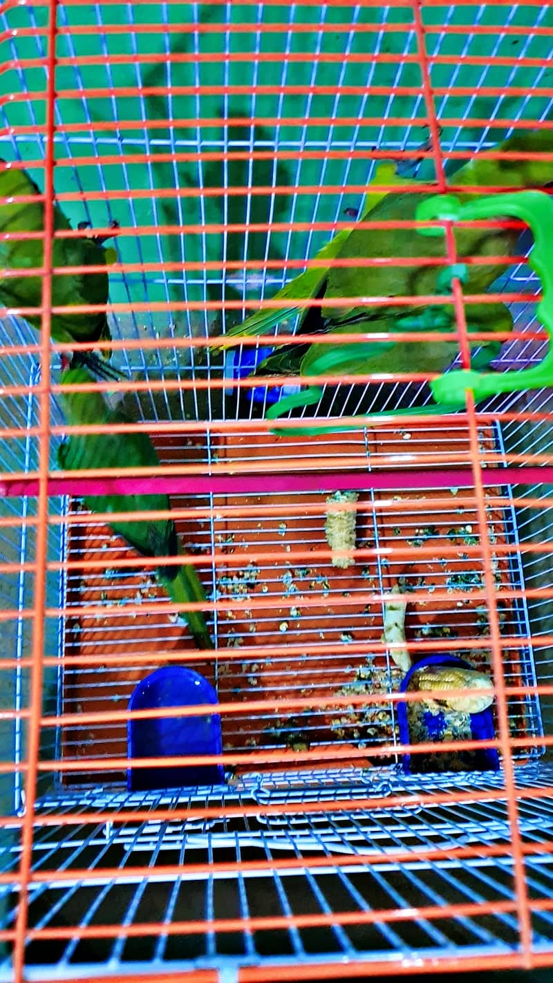 ringnack birds for sale age 4 to 5 month 2