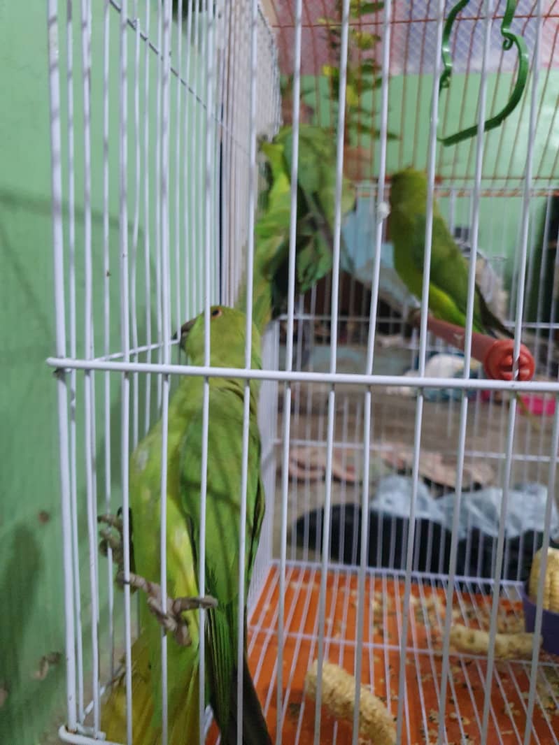 ringnack birds for sale age 4 to 5 month 3