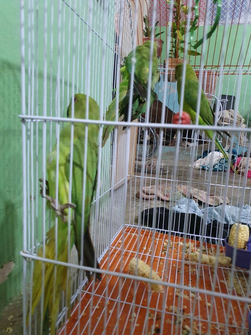 ringnack birds for sale age 4 to 5 month 4