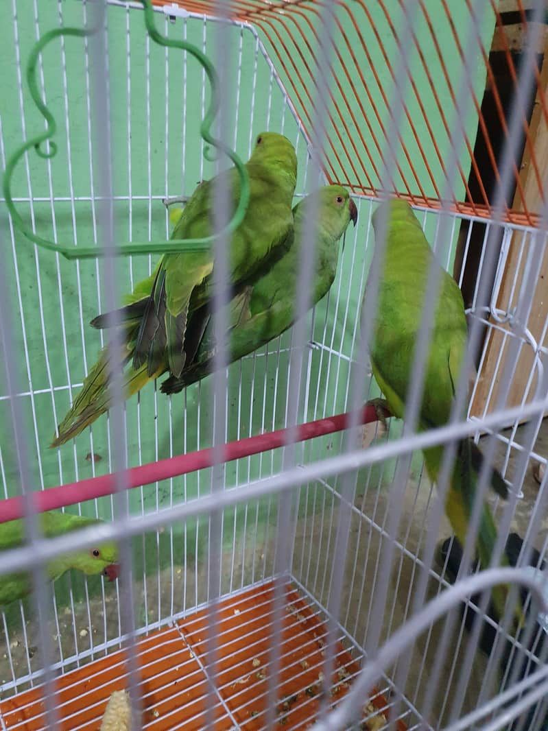 ringnack birds for sale age 4 to 5 month 6