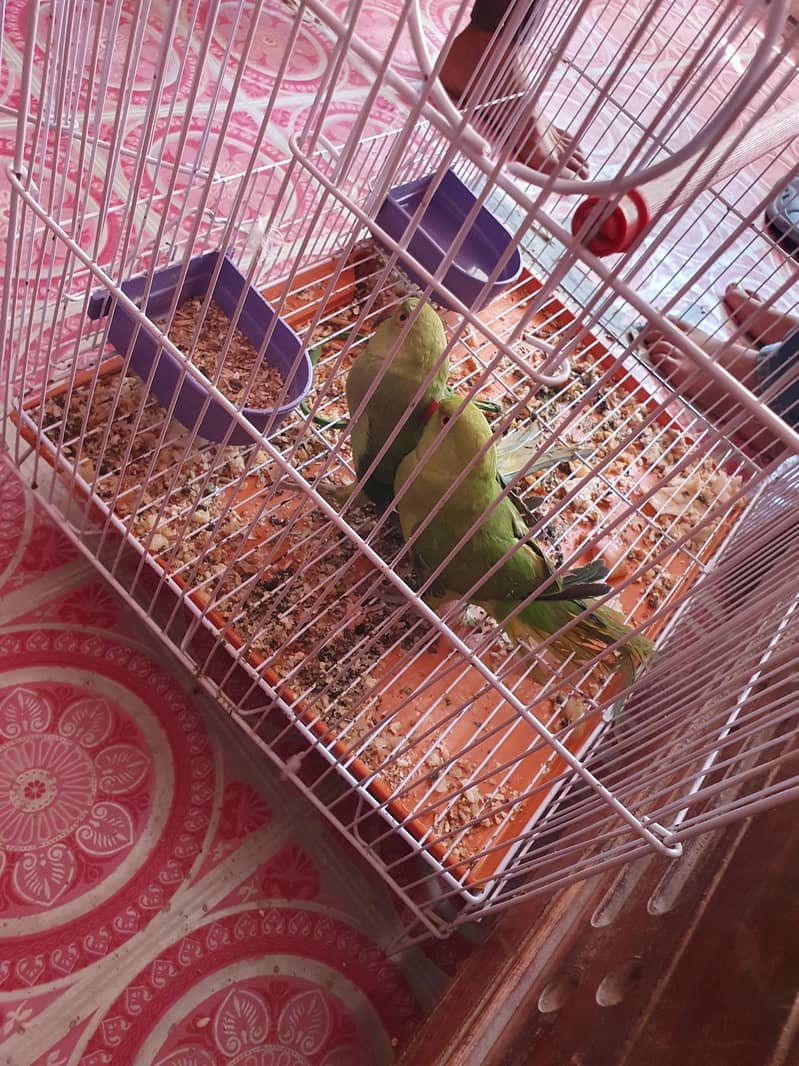 ringnack birds for sale age 4 to 5 month 7