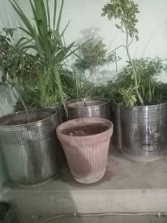 30 plants with steel planter 0