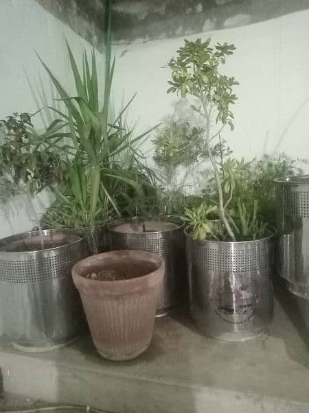 30 plants with steel planter 2