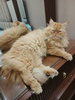 Persian pair , age 1.5 year, male stud, female spayed vaccinated cats