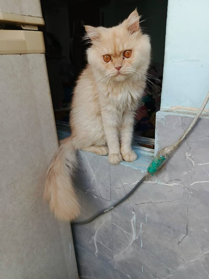 Persian pair , age 1.5 year, male stud, female spayed vaccinated cats 1