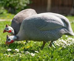 Guineafowl