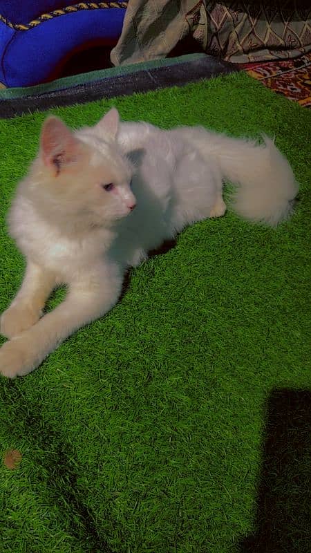 white Kitten 1