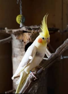 Cockatiel