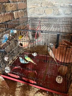 Australian breeder 4 pair with cage