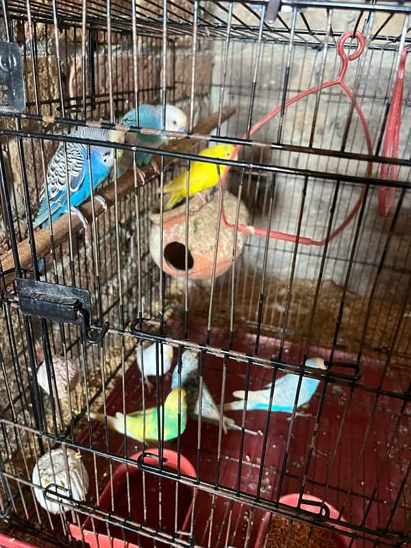 Australian breeder 4 pair with cage 1