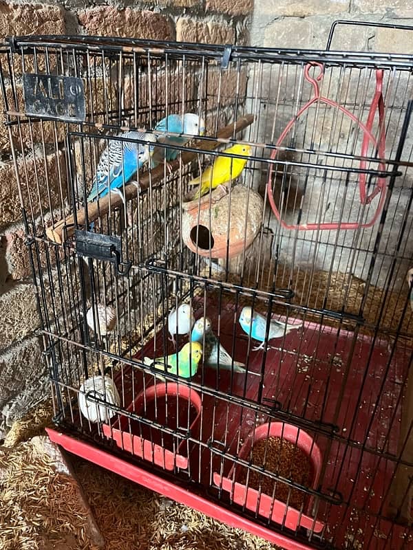 Australian breeder 4 pair with cage 2