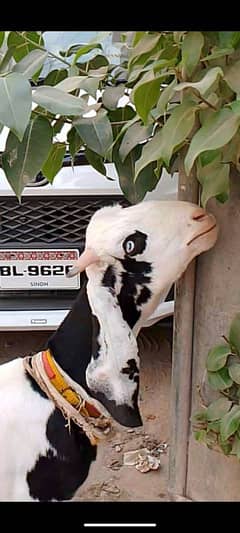 Abluk Bakra