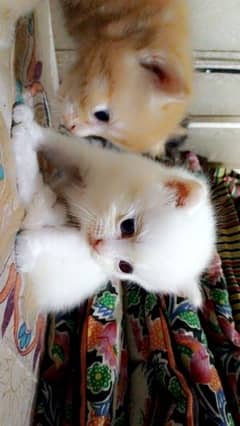 Persian kitten@ kitten @ cat@ Perisan cat@ Siamese @ odd eye@ blue eye