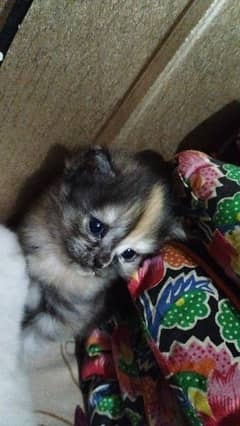 Persian kitten@ kitten @ cat@ Perisan cat@ Siamese @ odd eye@ blue eye