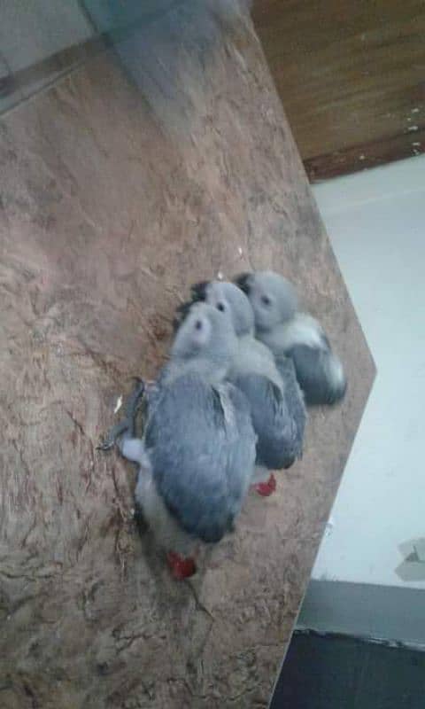 African grey parrot chicks contact me WhatsApp 03257593180 2