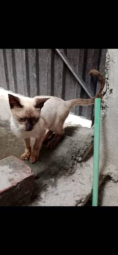 siamase cat for sale