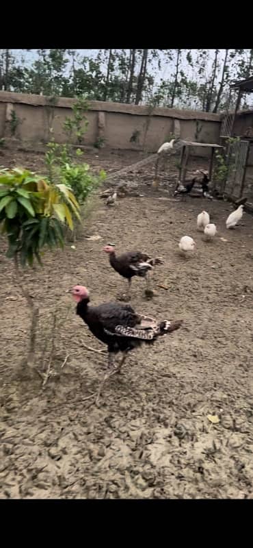 Turkey birds 2