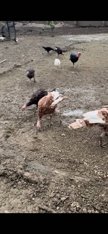 Turkey birds 7