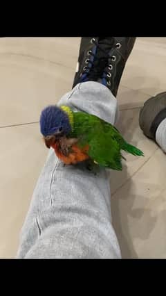 lorikeet 0