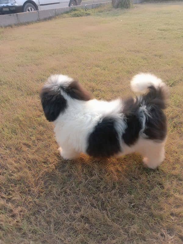 shitzu male puppy available for sale long cot have bone friendly 6