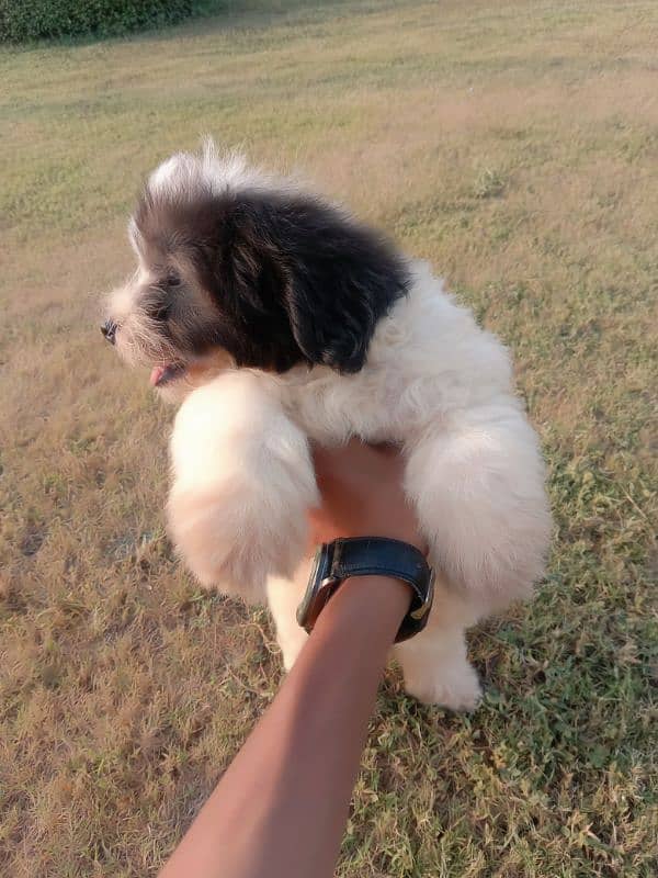 shitzu male puppy available for sale long cot have bone friendly 8