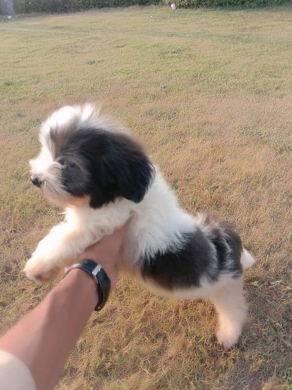 shitzu male puppy available for sale long cot have bone friendly 9