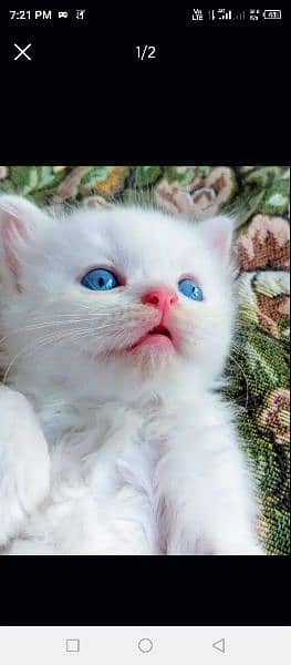 Persian beautiful cat for sale 0341/06/55/449 my WhatsApp number 0