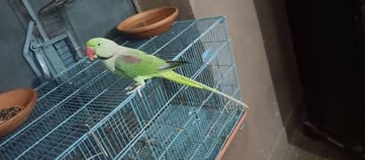 raw parrot fully temed and talking in kharain cantt