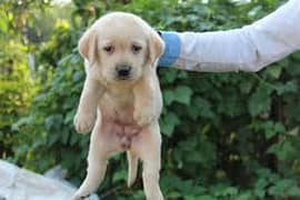 Labrador Retreiver Puppy 44 Days Age