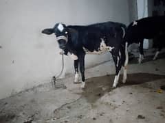 Desi cow nacha Wacha dod 3kg