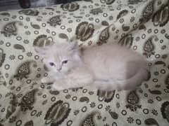 Persian female kitten 2 months old