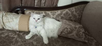 Homely Persian Cat for Sale with Accessories.