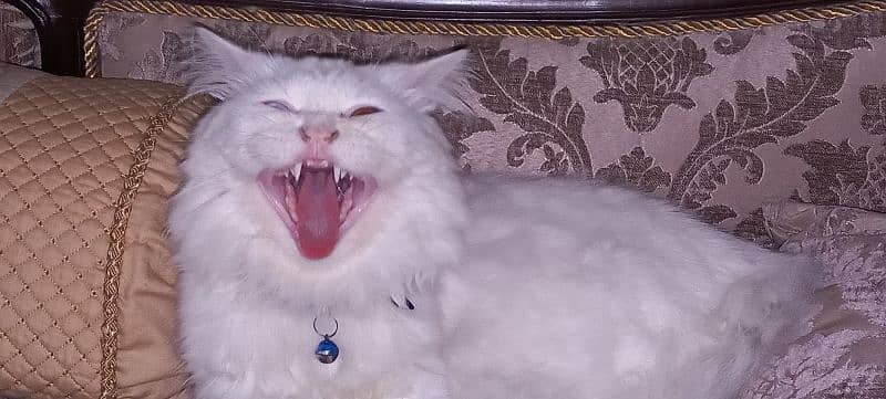 Homely Persian Cat for Sale with Accessories. 1