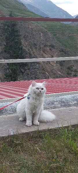 Homely Persian Cat for Sale with Accessories. 2