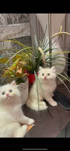 persian kitten high quality