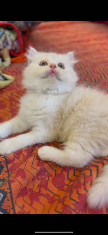 persian kitten high quality 1