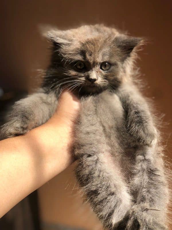 Persian Male
Heavy fur 
Healthy kitten 1