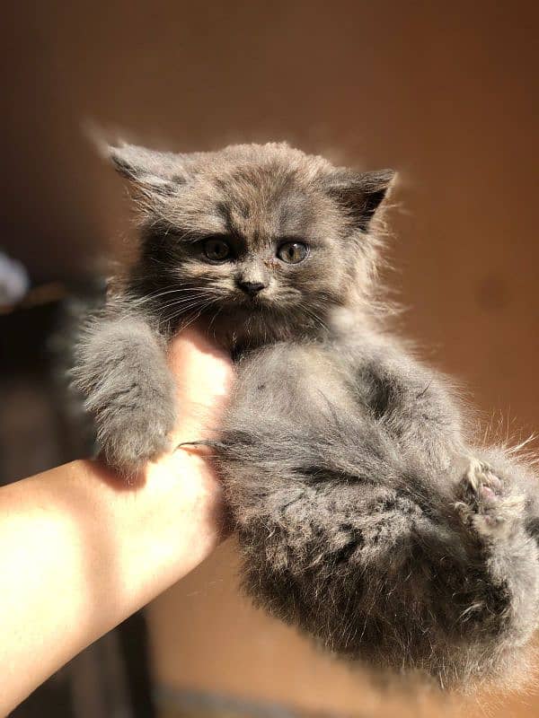 Persian Male
Heavy fur 
Healthy kitten 2