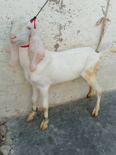 bakra