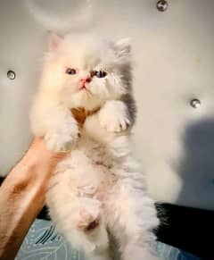 Persian kitten for sale Only contact whatup 03201711036