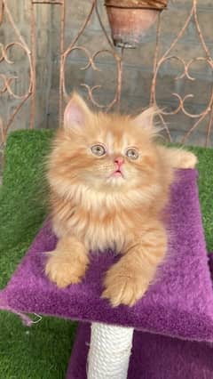 persian kittens available