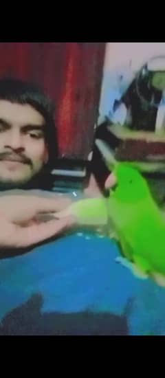 parrot