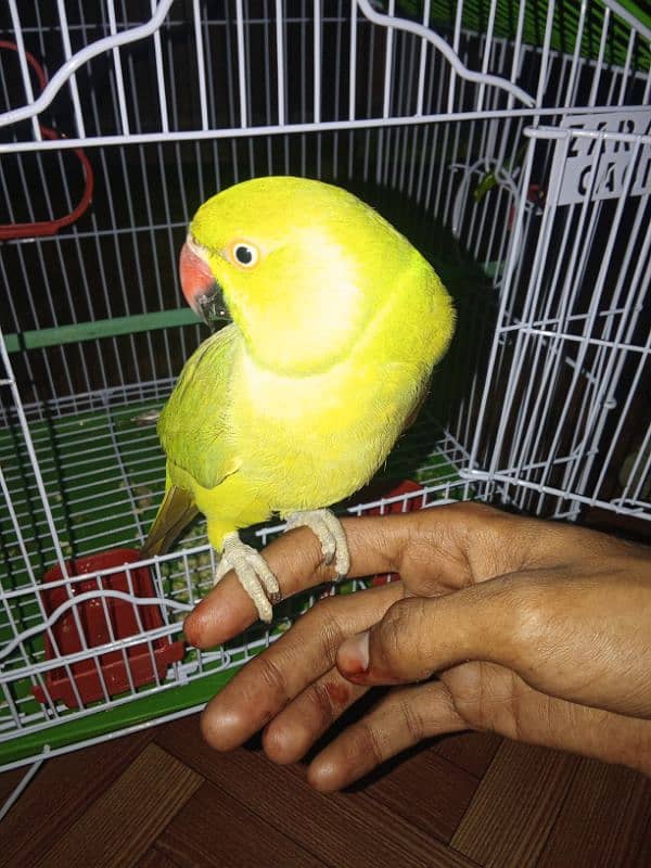 parrot 1