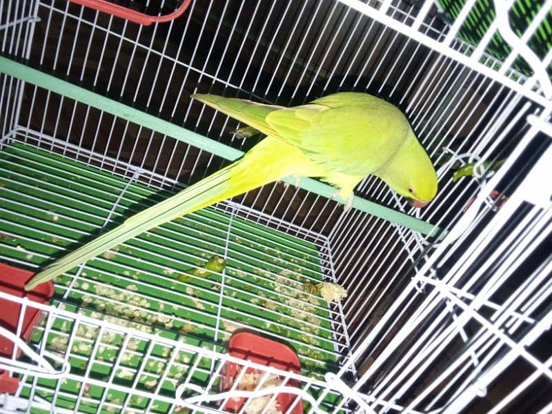 parrot 2