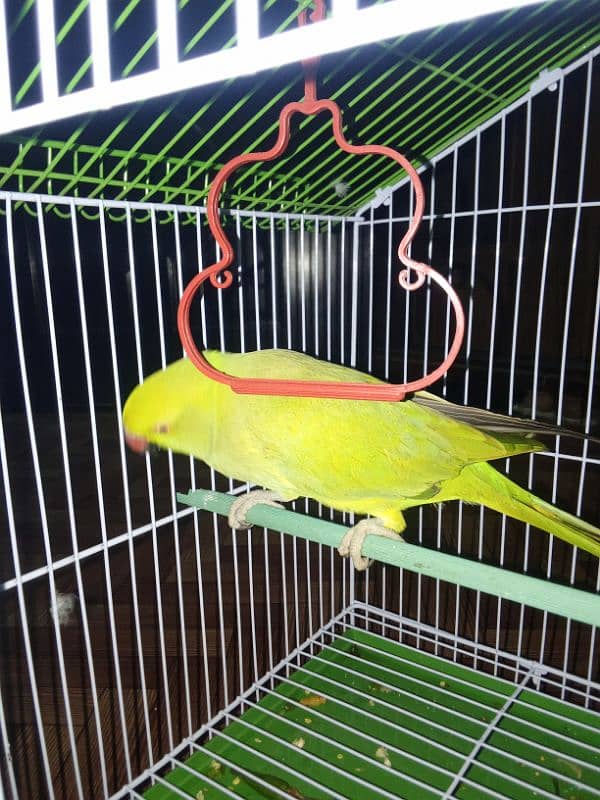 parrot 3