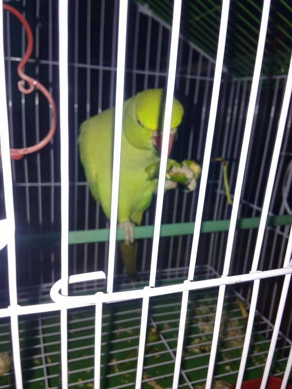 parrot 4