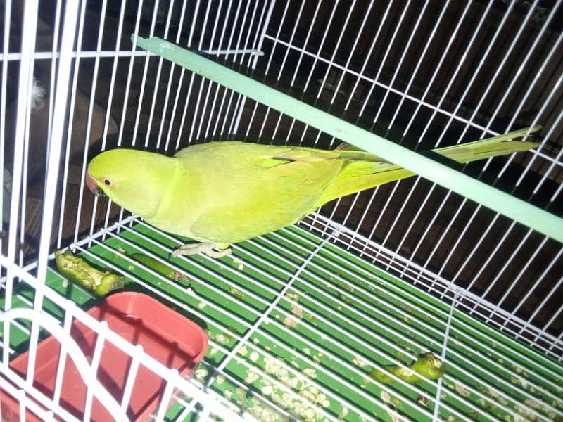 parrot 6