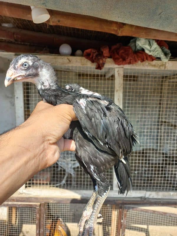 blue eye lassani Aceel chick pair 0