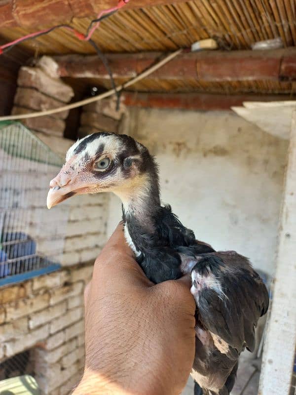 blue eye lassani Aceel chick pair 1